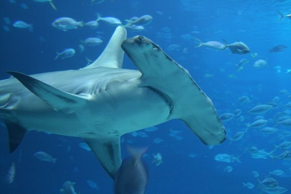 Setback for Shark Conservation: Hammerhead Sharks Denied Protection under Endangered  Species Act - Oceana