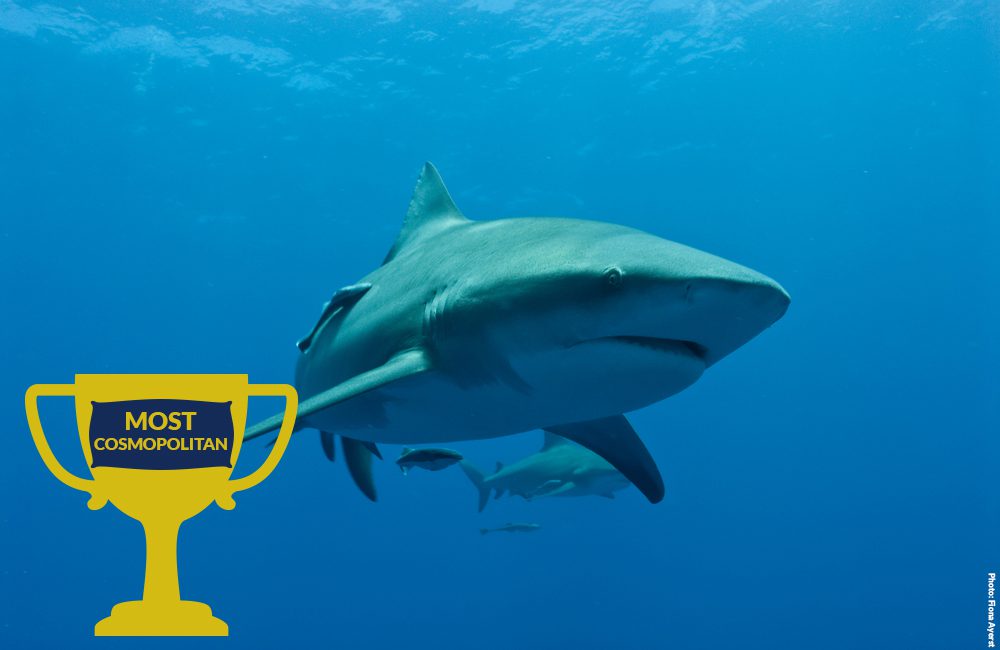 Our Sharks Superlatives