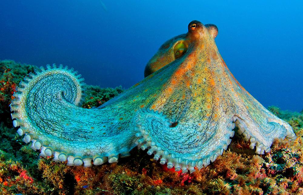 Marine Life Encyclopedia - Oceana