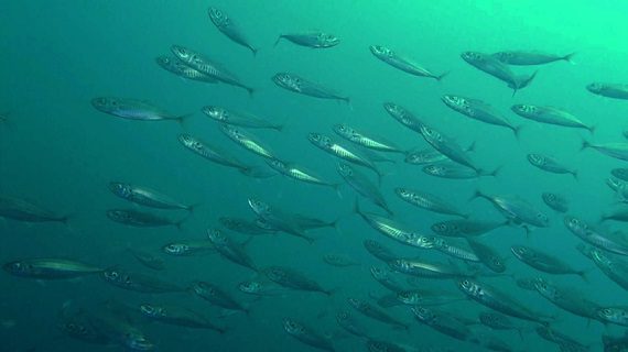 Chile Announces New Policy Against Illegal Fishing - Oceana