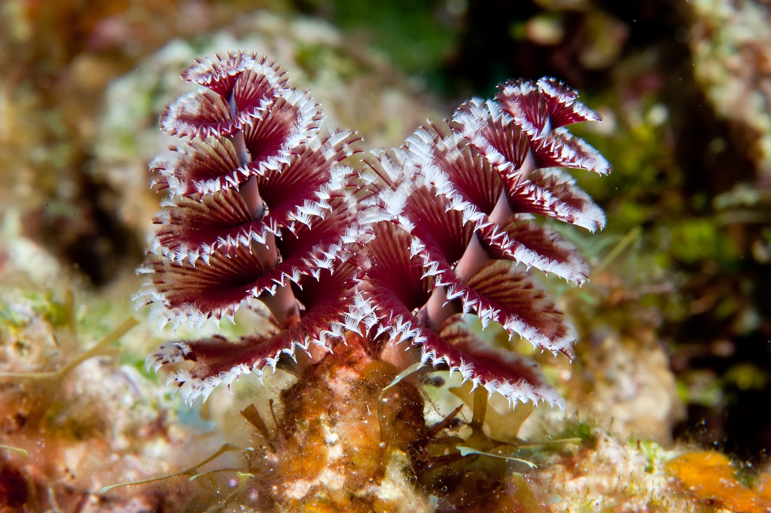 Christmas Tree Worm Oceana