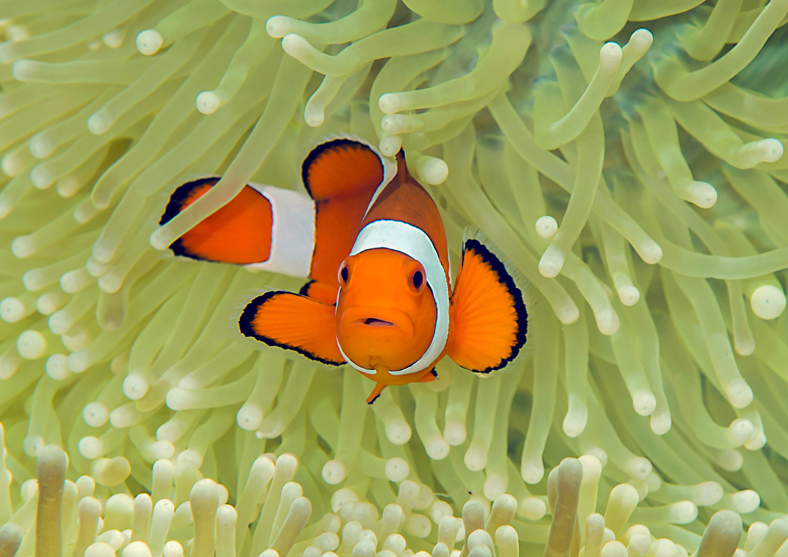 coral reef clown fish