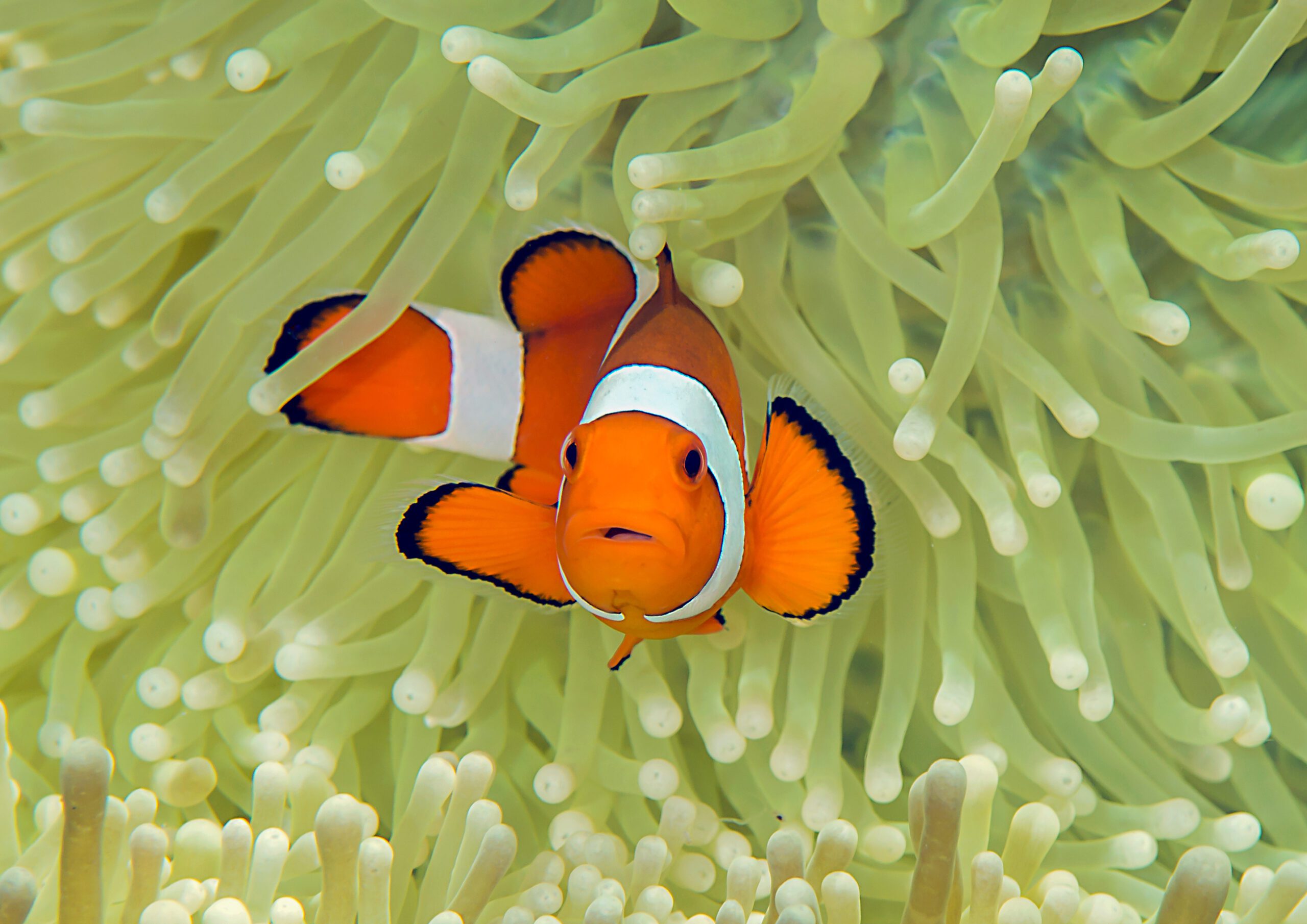 Common Clownfish Oceana