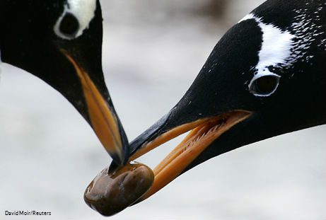 These Punk Rock Penguins Have a Bizarre Breeding Strategy