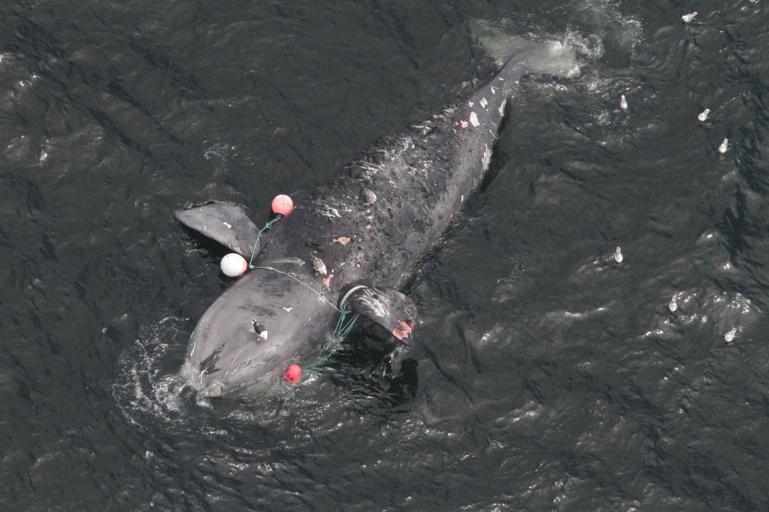 Fishermen Test Weaker Ropes So Whales Can Break Through Them