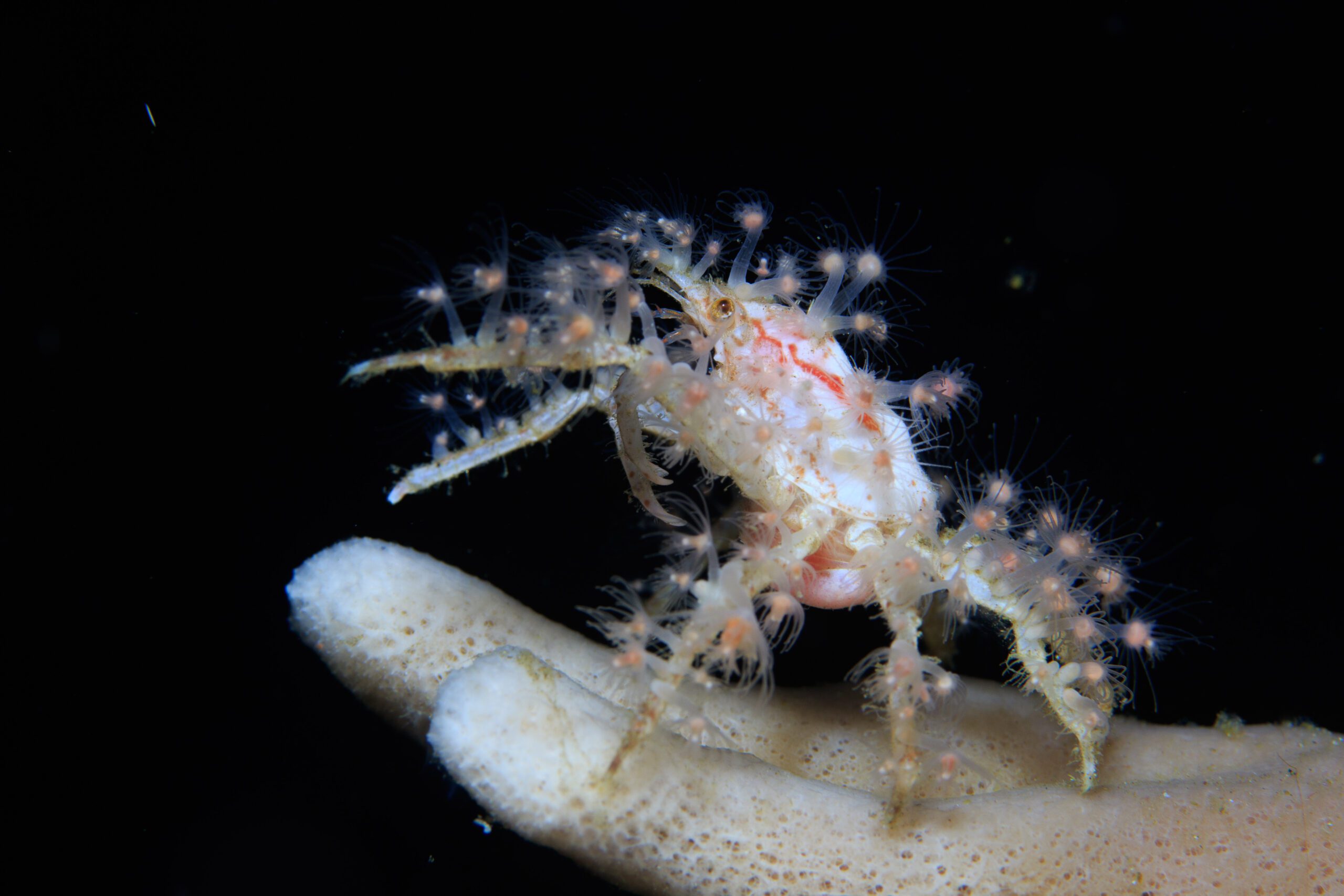 Ecology and Evolution of Decorator Crabs | The Stachowicz Lab