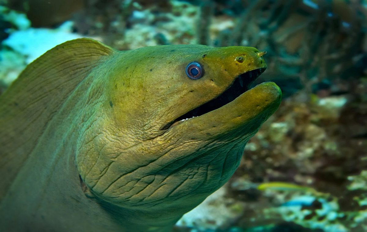 Green Moray Eel Animals At The Virginia Aquarium, 51% OFF