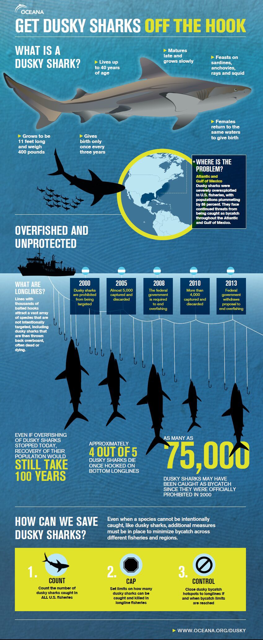 Infographic: Here’s Why Dusky Sharks Need to Get off the Hook | Oceana