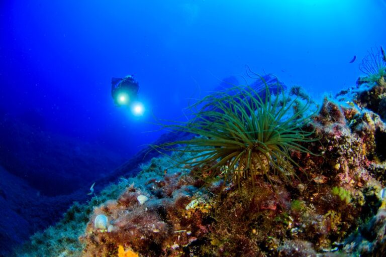 Tube anemones cover a rocky seabed in the Aeolian Islands, with the lights of an Oceana diver shining in the background. On this 2018 expedition, Oceana used a remotely-operated vehicle (ROV) to collect samples and take photos and video footage.