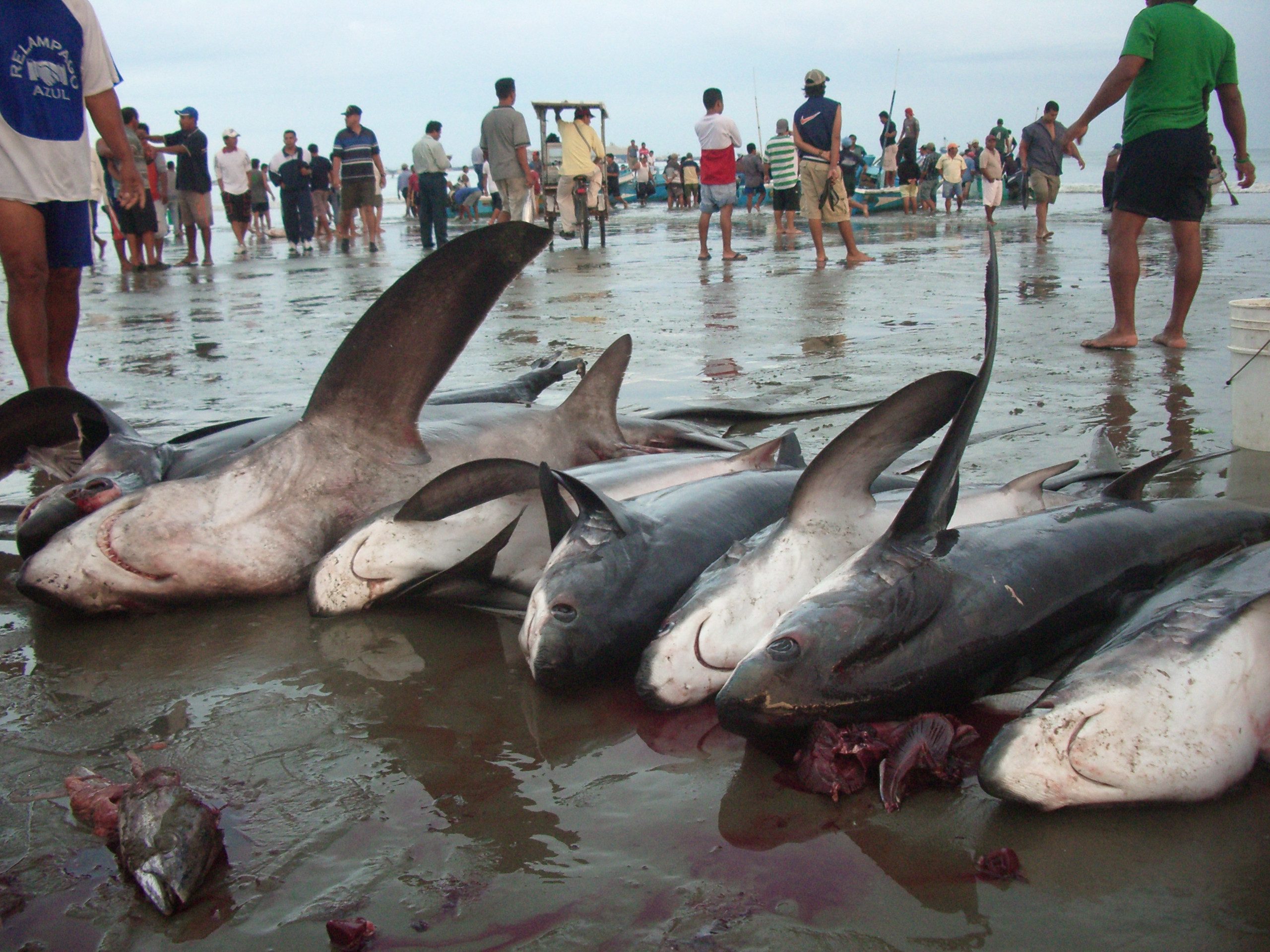 Dead sharks on a beach. 