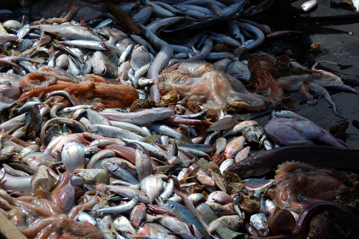 Overfishing and pollution have trashed the Mediterranean - Oceana