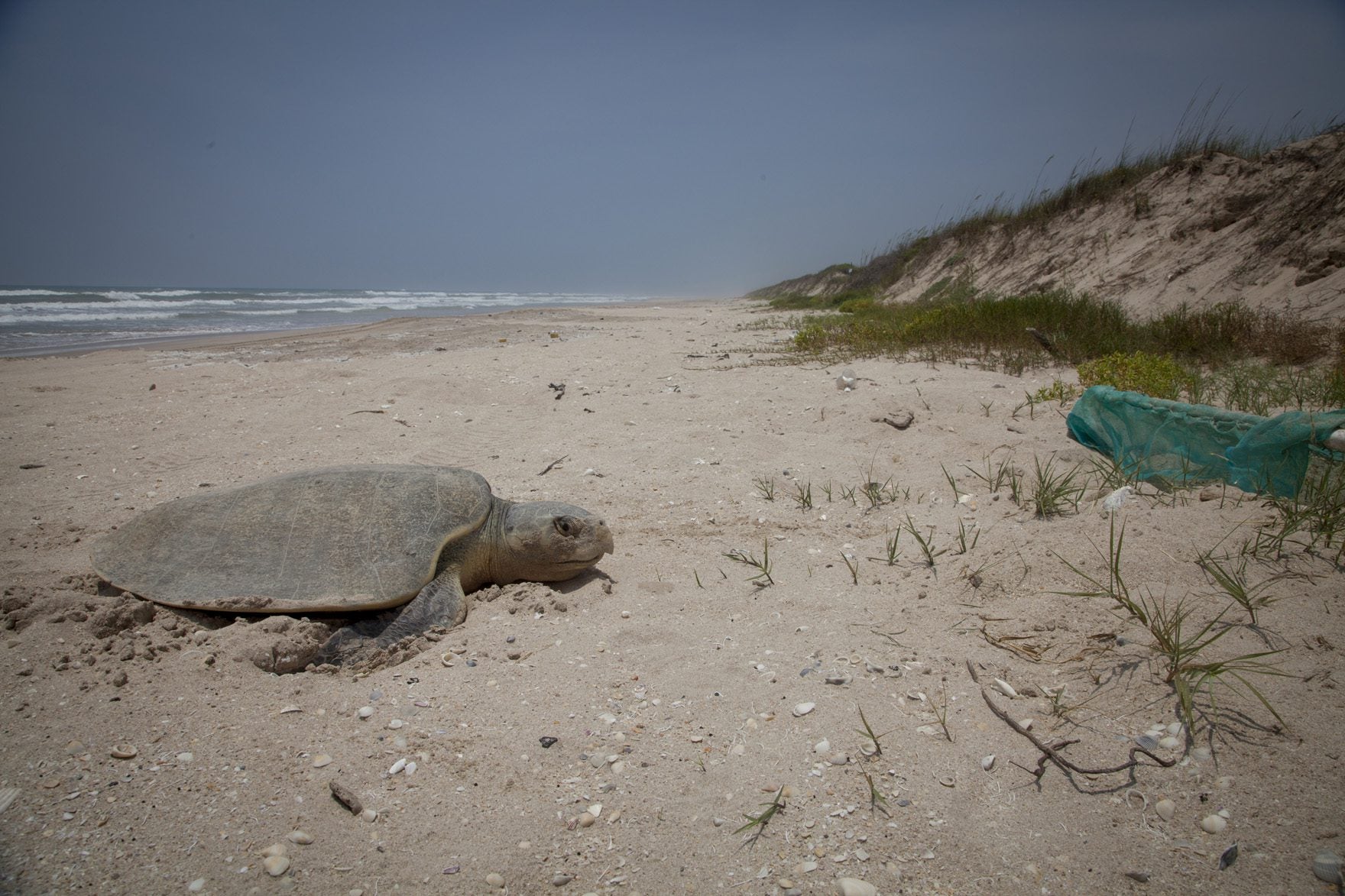 Kemp's ridley sea turtle nesting on Rancho Nuevo Beach, Mexico