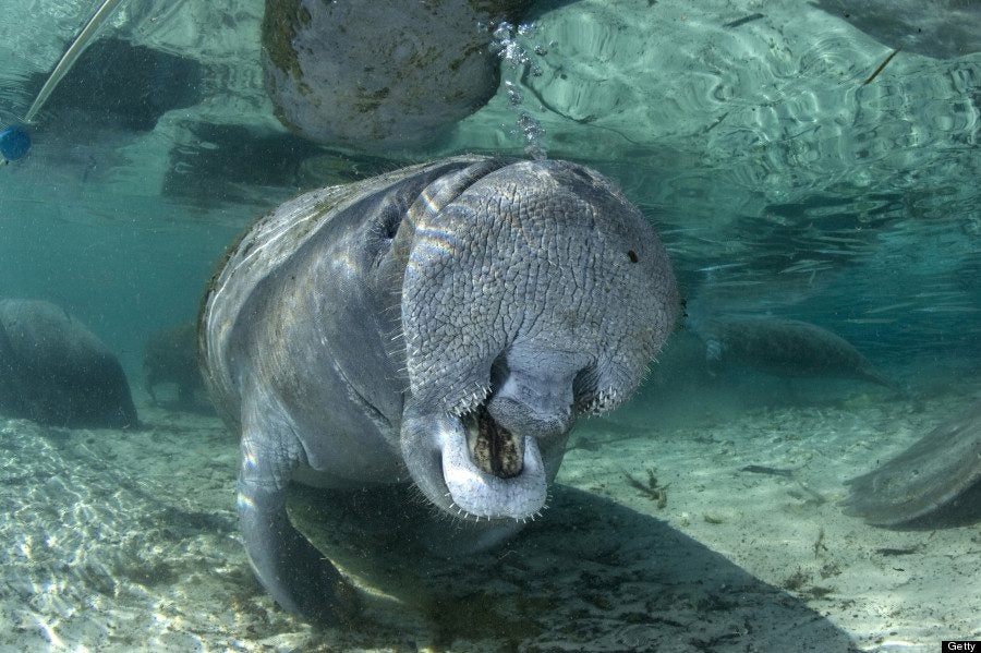 What You Didn’t Know About Manatees in Honor of Manatee Awareness Month ...