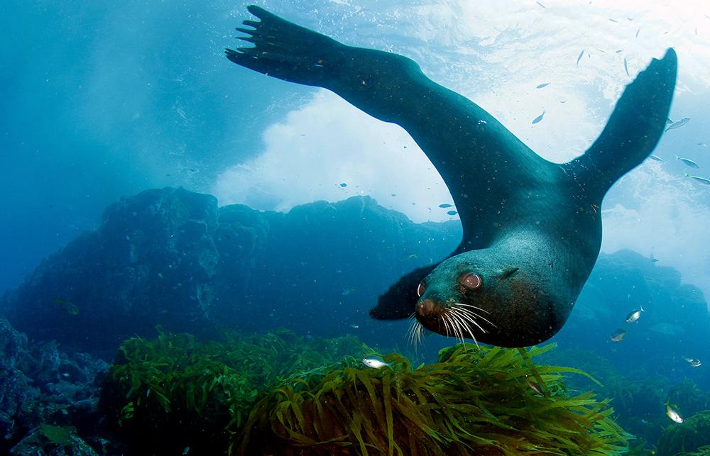 Marine Mammals Oceana