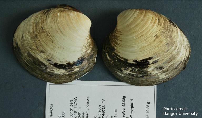 Ming, an ocean quahog, is the oldest animal in the world