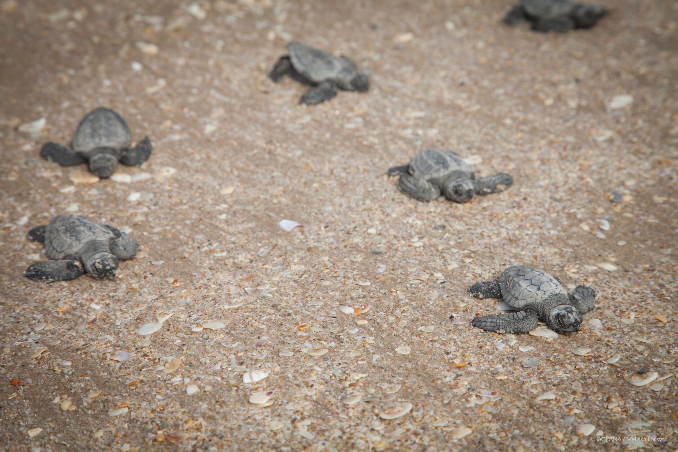 Lauren Conrad Wants to Save the Sea Turtles - Oceana