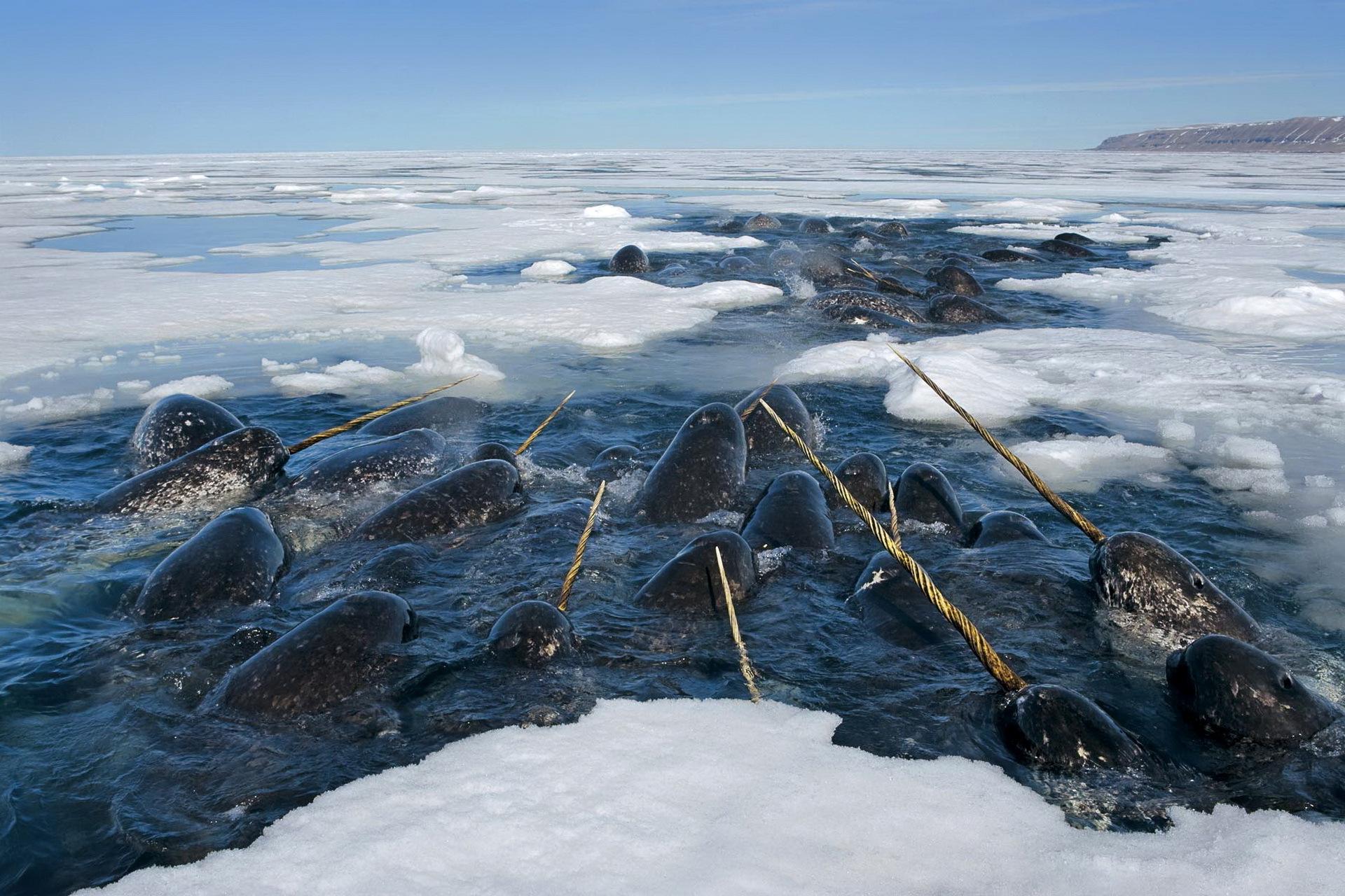 For Ice-Loving Narwhals, a Melting Arctic Presents Worrying Challenges -  Oceana