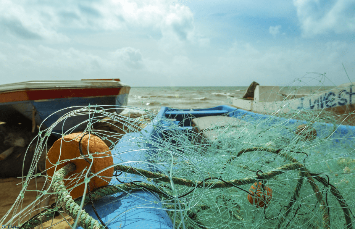 Gill-netting ban would hurt commercial fishing, won't save fish 