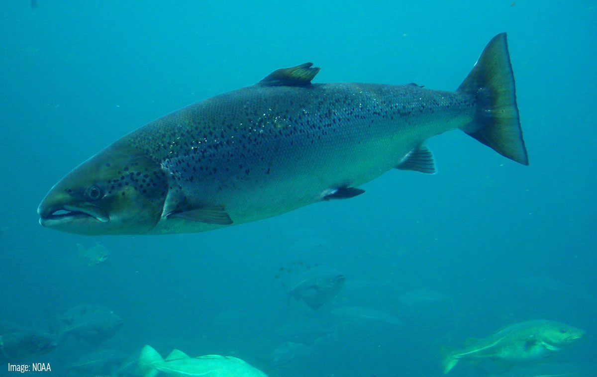 Atlantic Salmon - Oceana