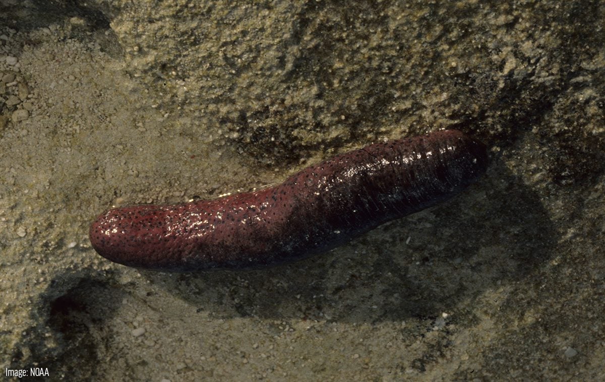 Edible Sea Cucumber - Oceana