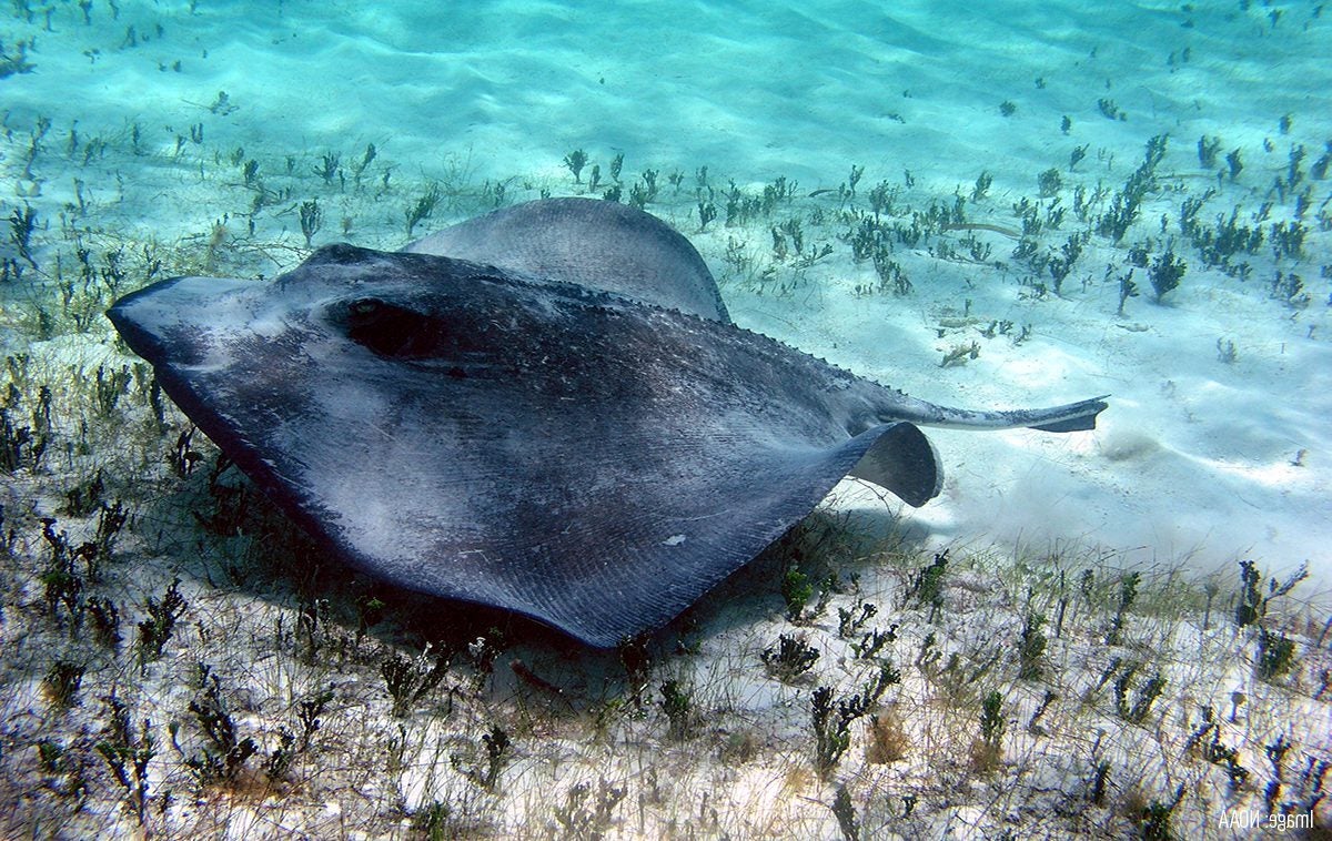 Stingray