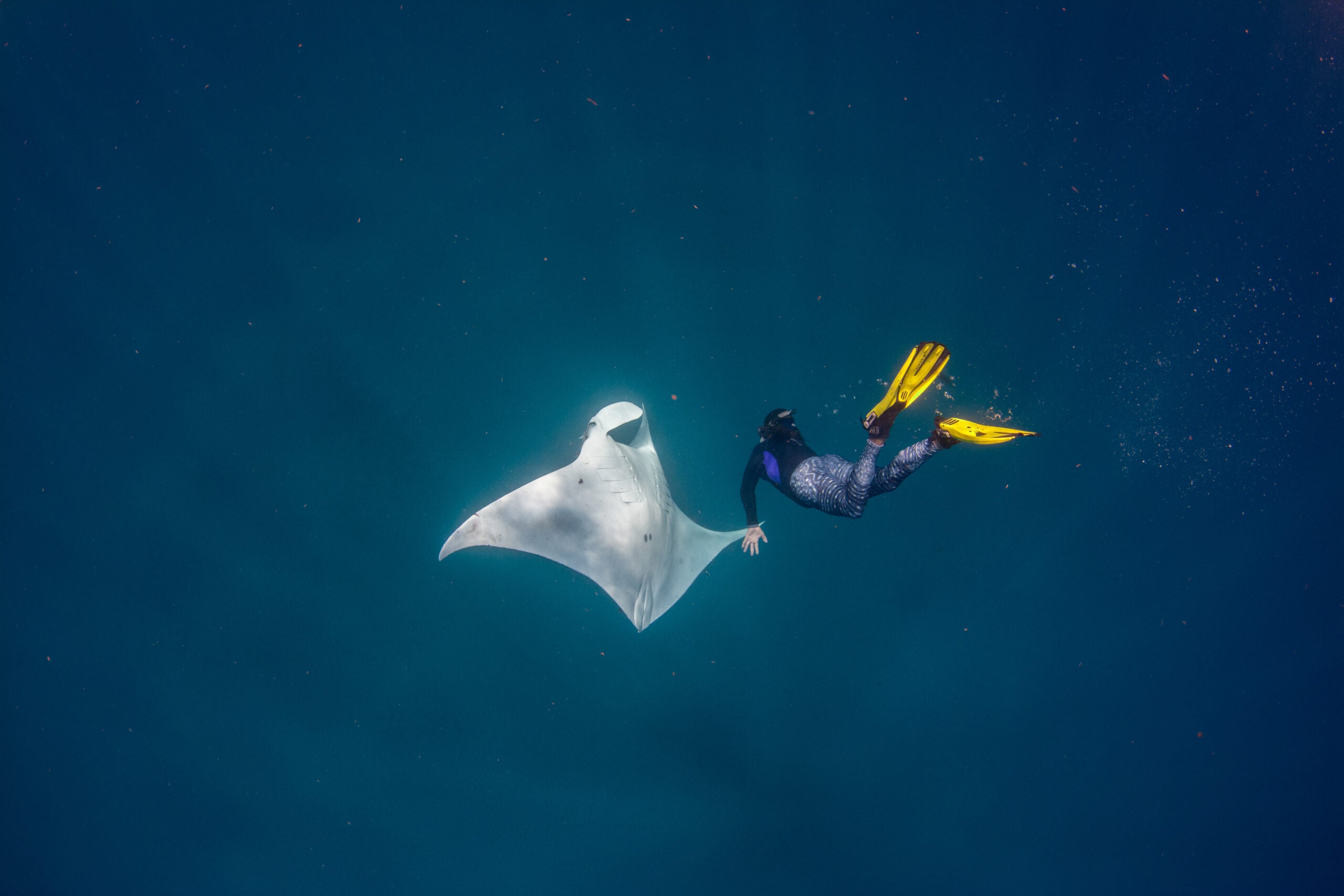 Giant manta becomes the first manta ray to be listed as an