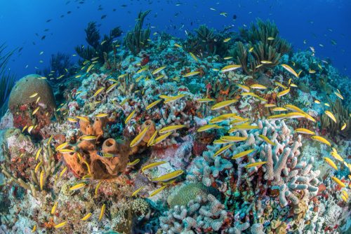 Juvenile Bluehead Wrasse (Thalassoma bifasciatum) in  Scorpion Reef (Arrecife Alacranes).   Photo credit: Rodrigo Friscione 