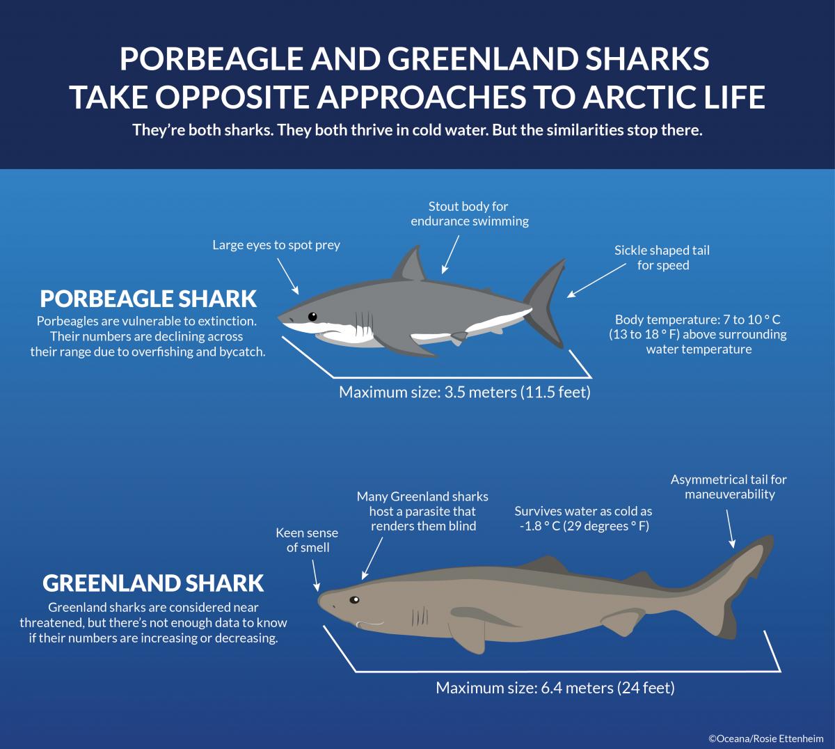 porbeagle shark vs mako