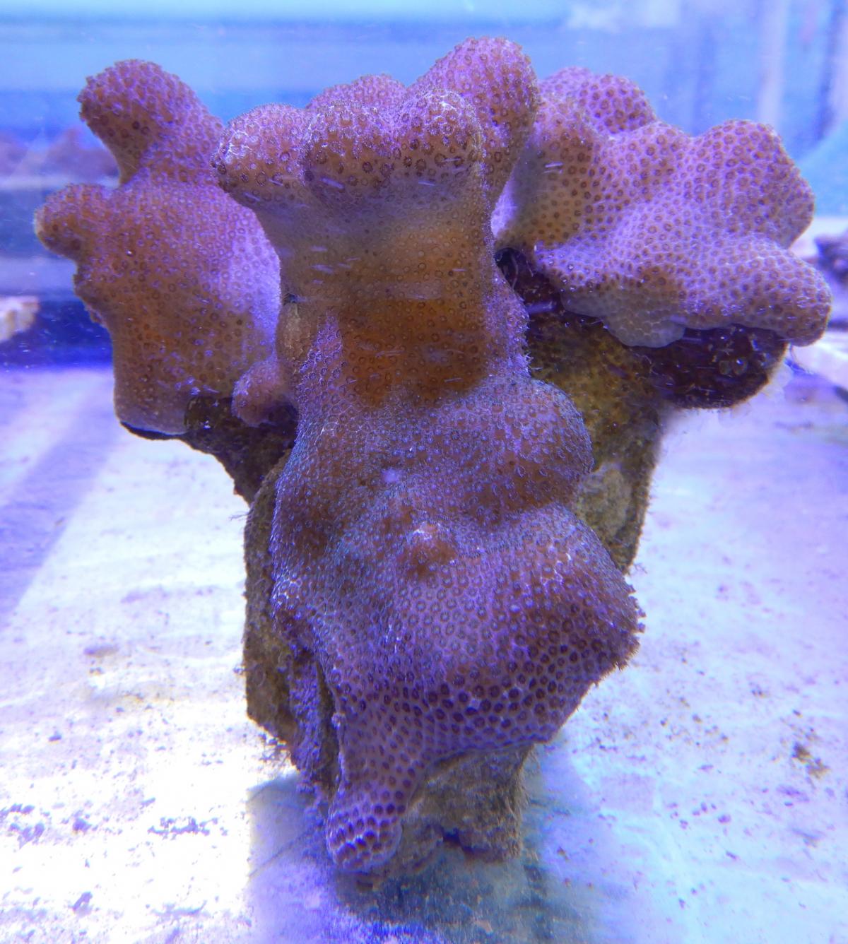 Coral Disease Research