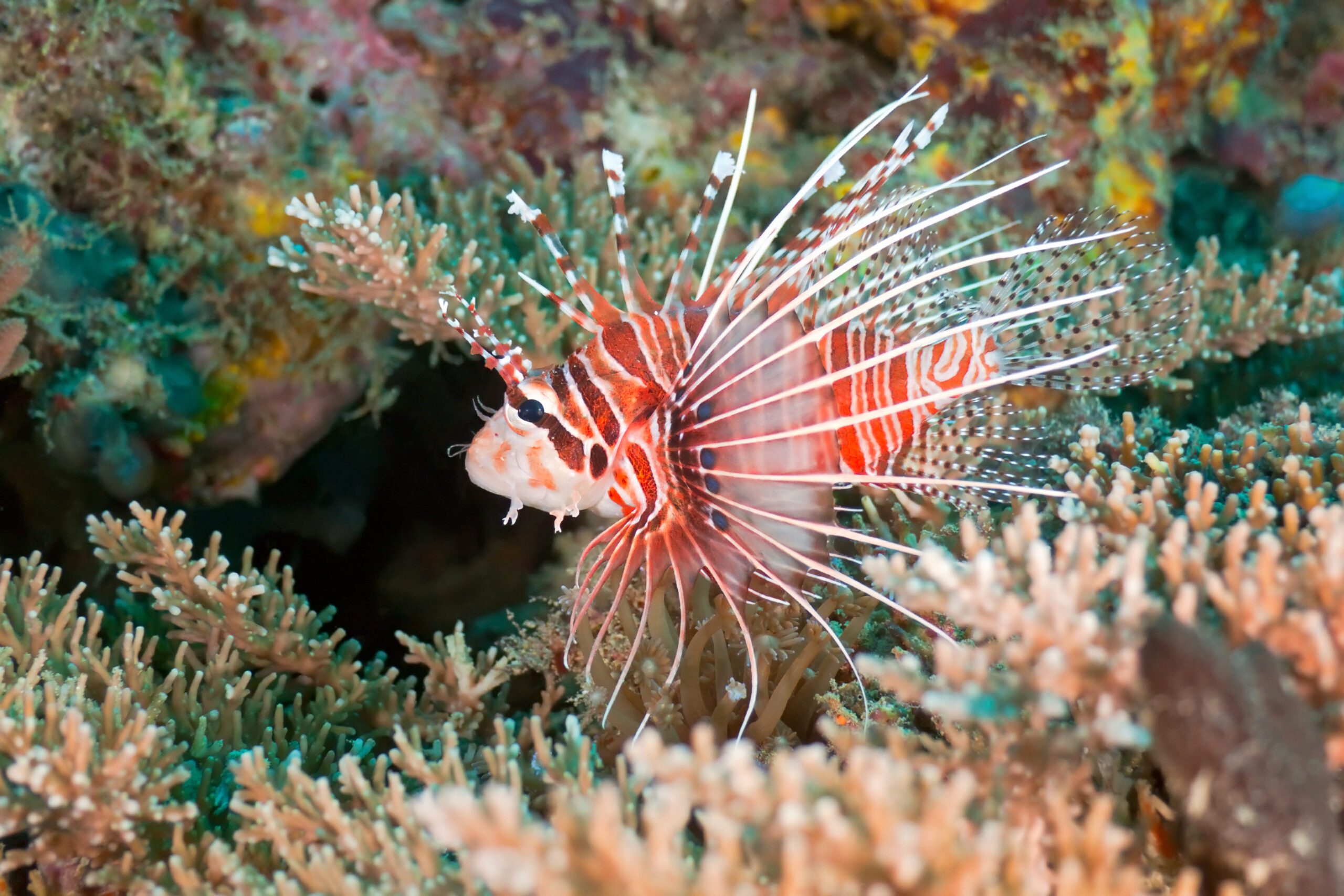 Red Lionfish -