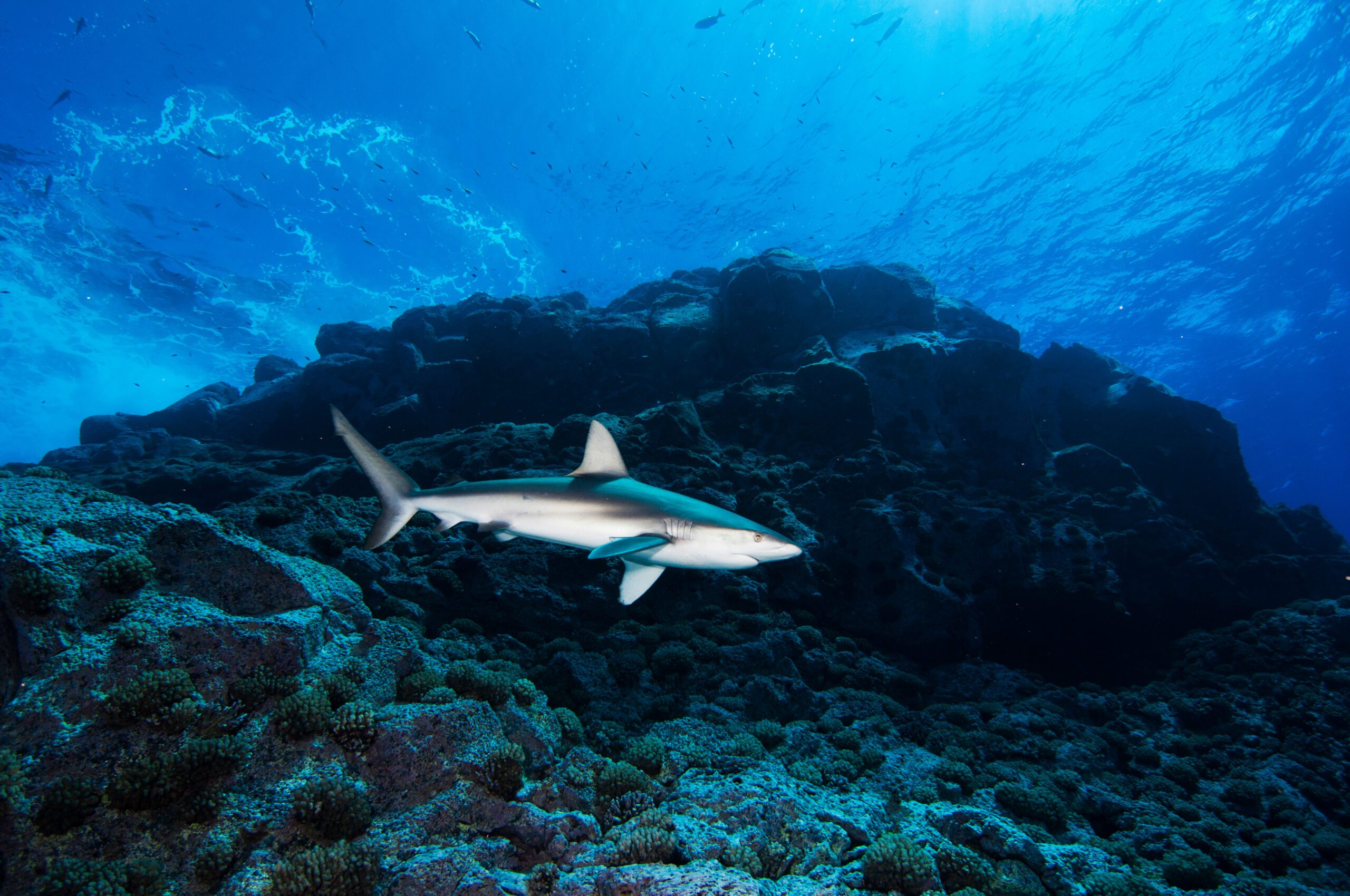 Ask an Expert: The Superpowers of Shark Skin