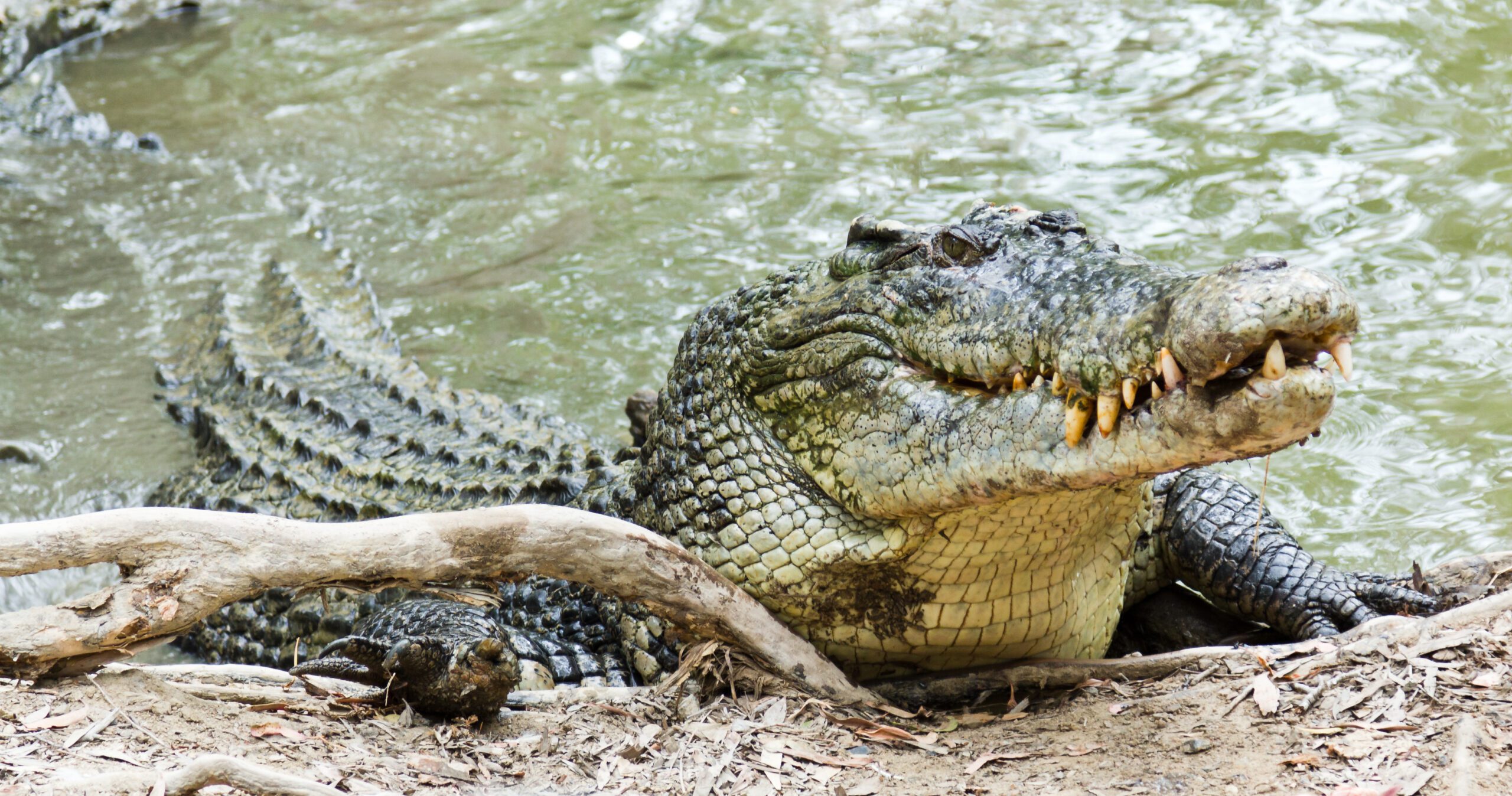 Saltwater Crocodile | Oceana