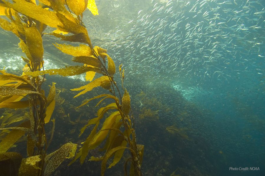 Sardines and kelp