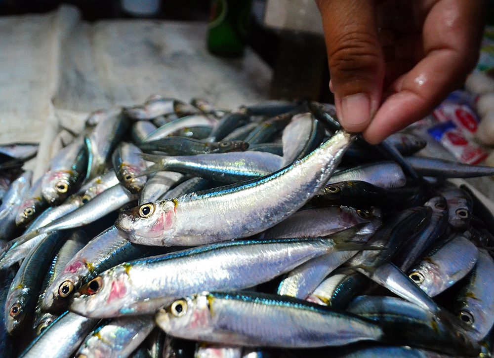 Field Notes Swimming with the Philippines' mesmerizing sardine shoals