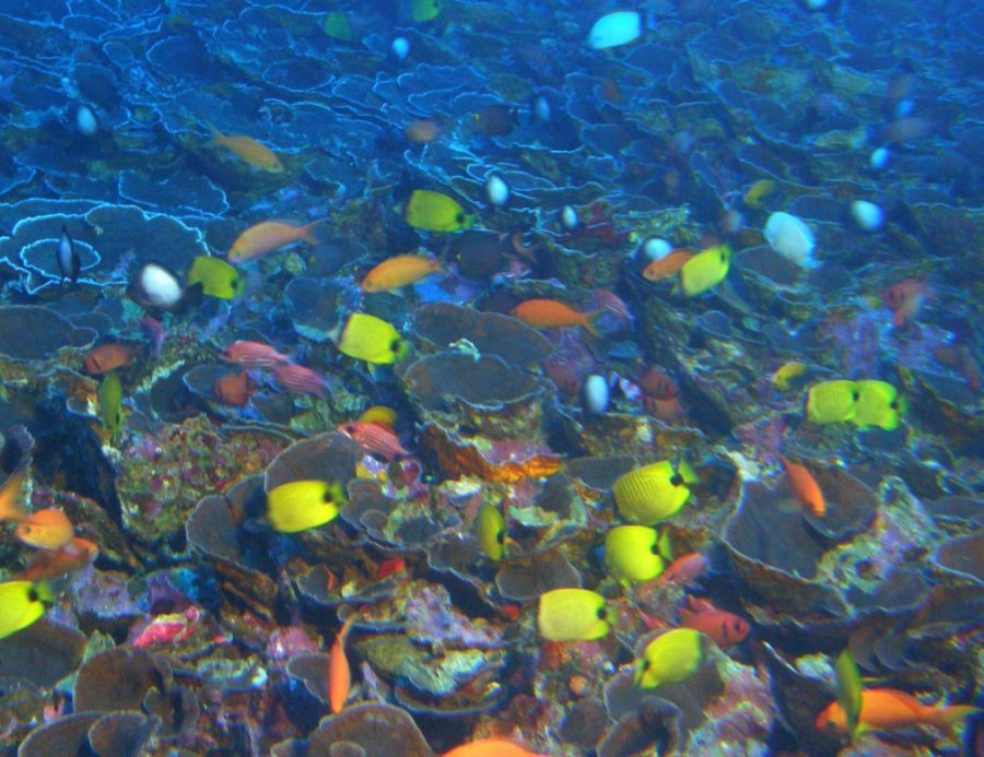 Long ignored, twilight zone reefs win a conservation spotlight - Oceana