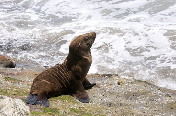 Marine Mammal Unusual Mortality Events Get the Spotlight on Capitol