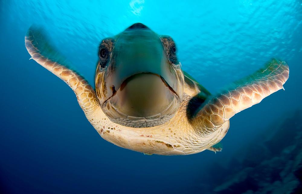 Sea Turtles & Reptiles - Oceana