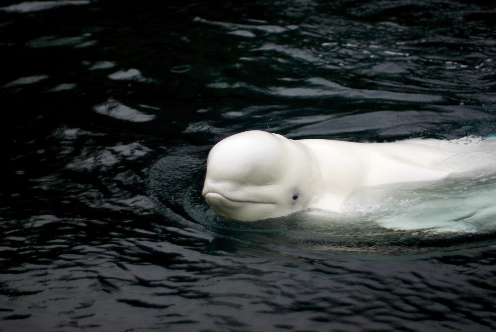 Beluga, Whales, Species