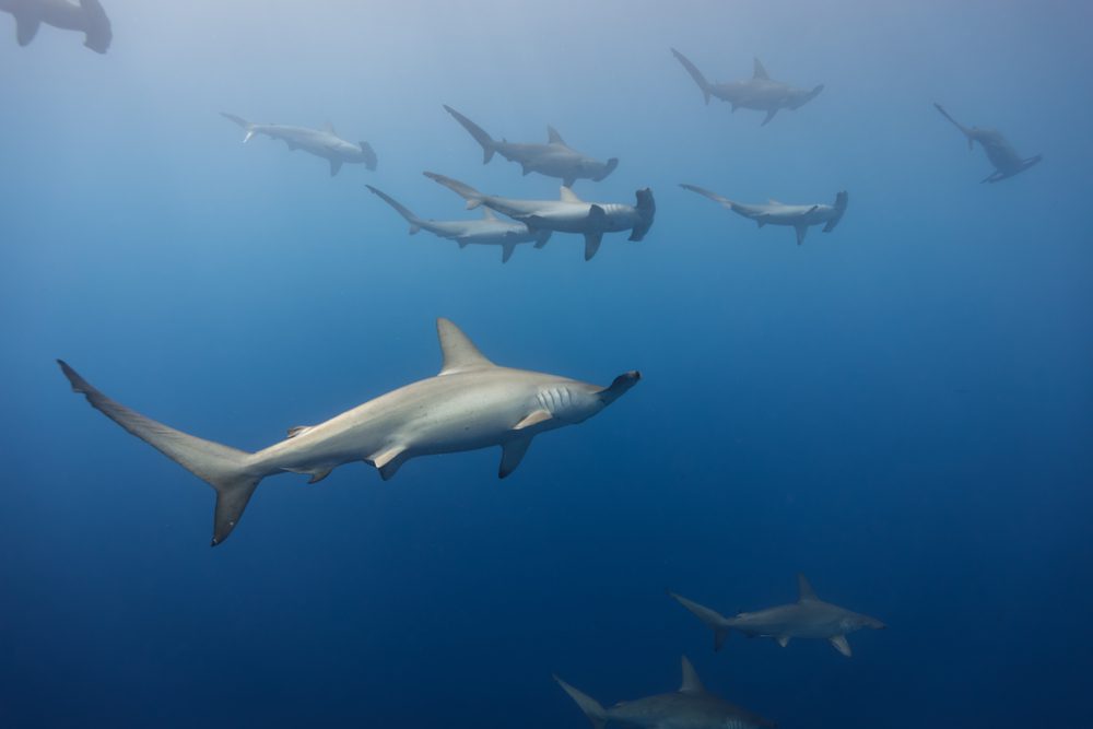 Arabian Sea sharks may be the most threatened in the world | Oceana