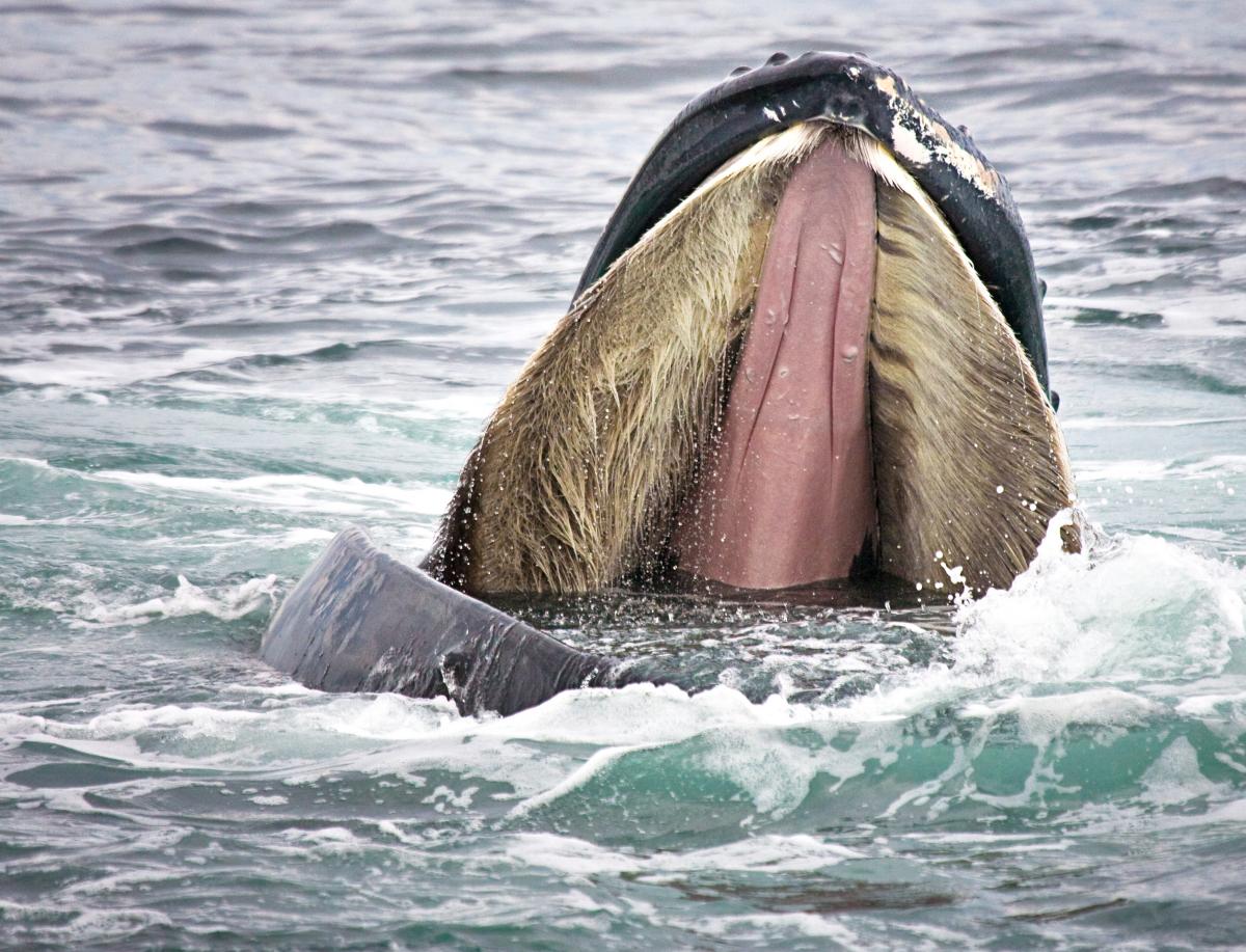 Humans hunted North Atlantic right whales to near-extinction. Now we