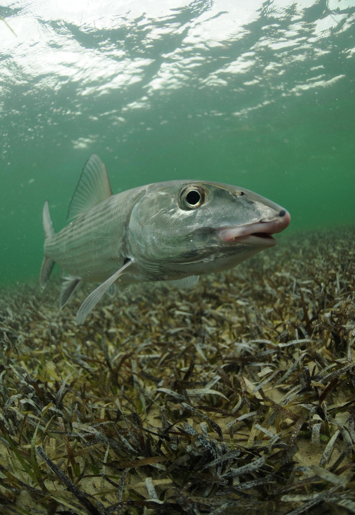 The Belize Fisheries Department Enforcing Gill Net Registration