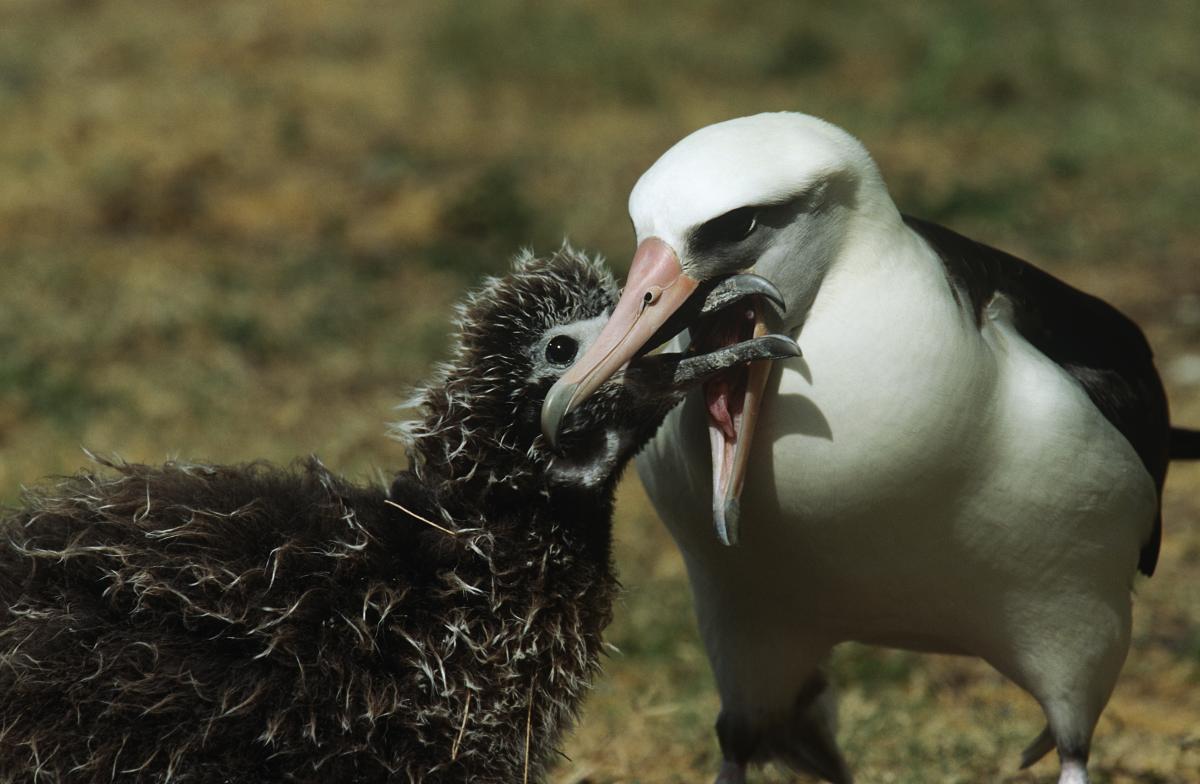 An albatross chick is fed by its parent