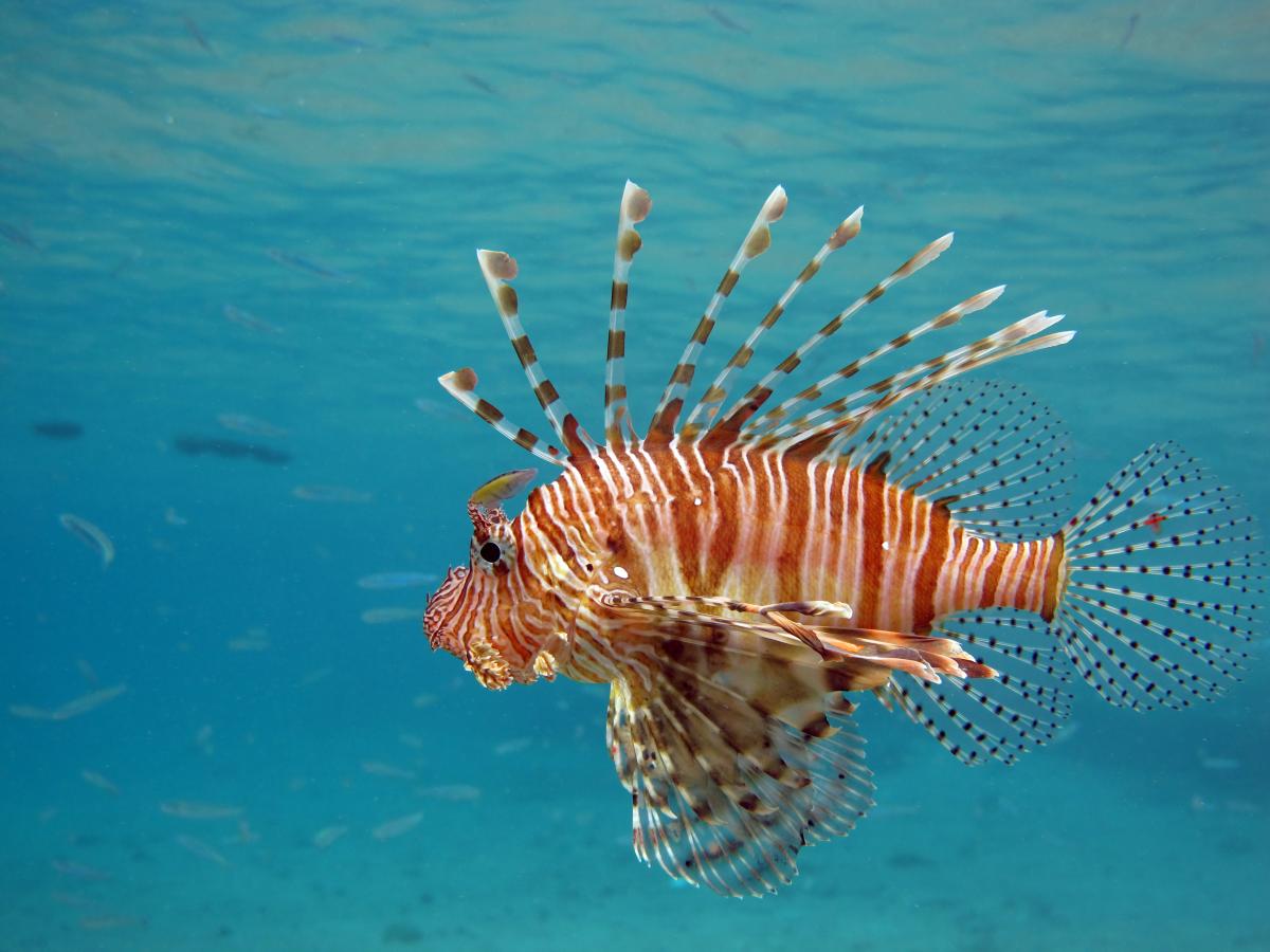 A lionfish swims underwater