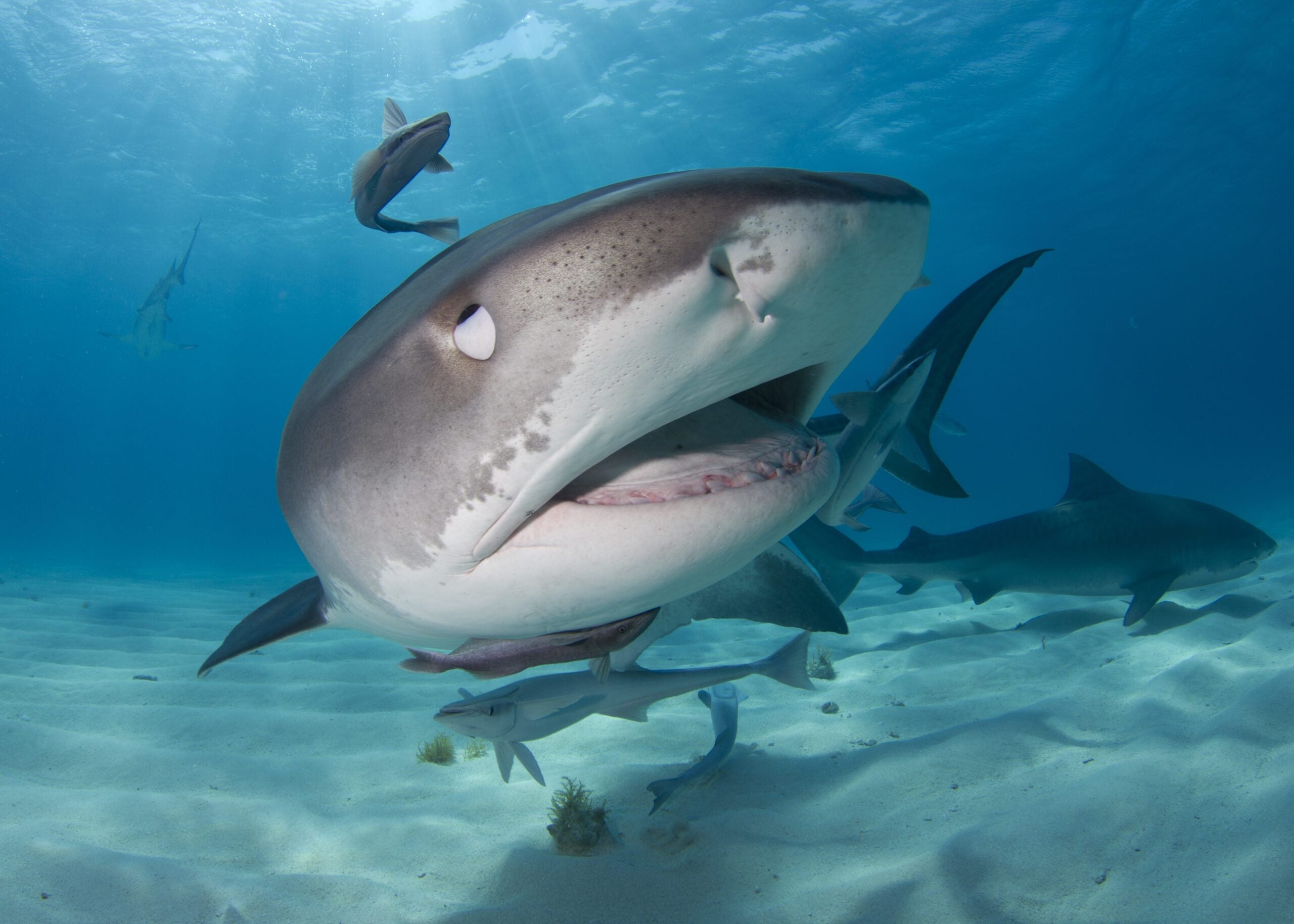 shark with human eyes