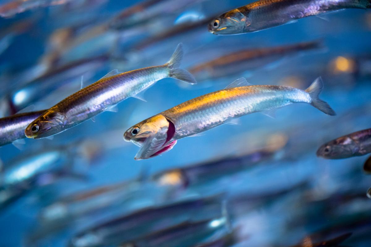 Warming Oceans May Lead to Smaller Fish