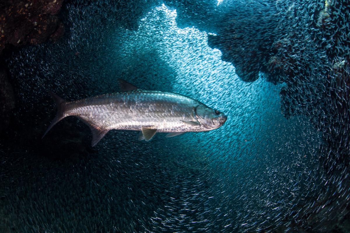 Gillnet fishing is now illegal in Belize; Ambergris Caye