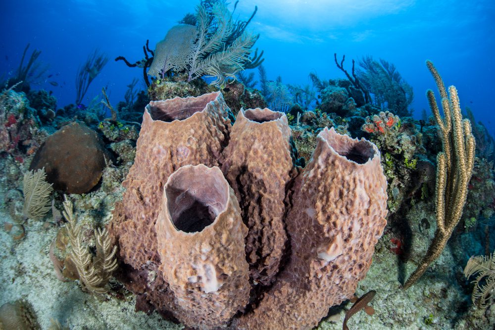 turtleshell bath sponge, large barrel sponge (Xestospongia