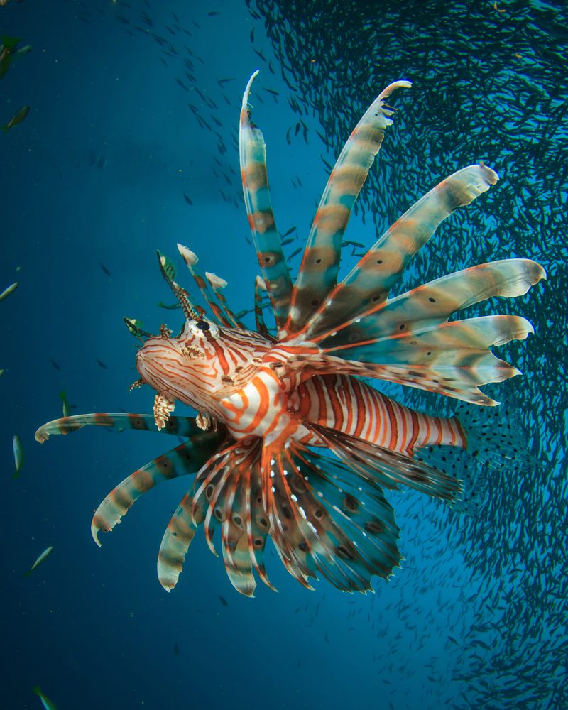 green lionfish