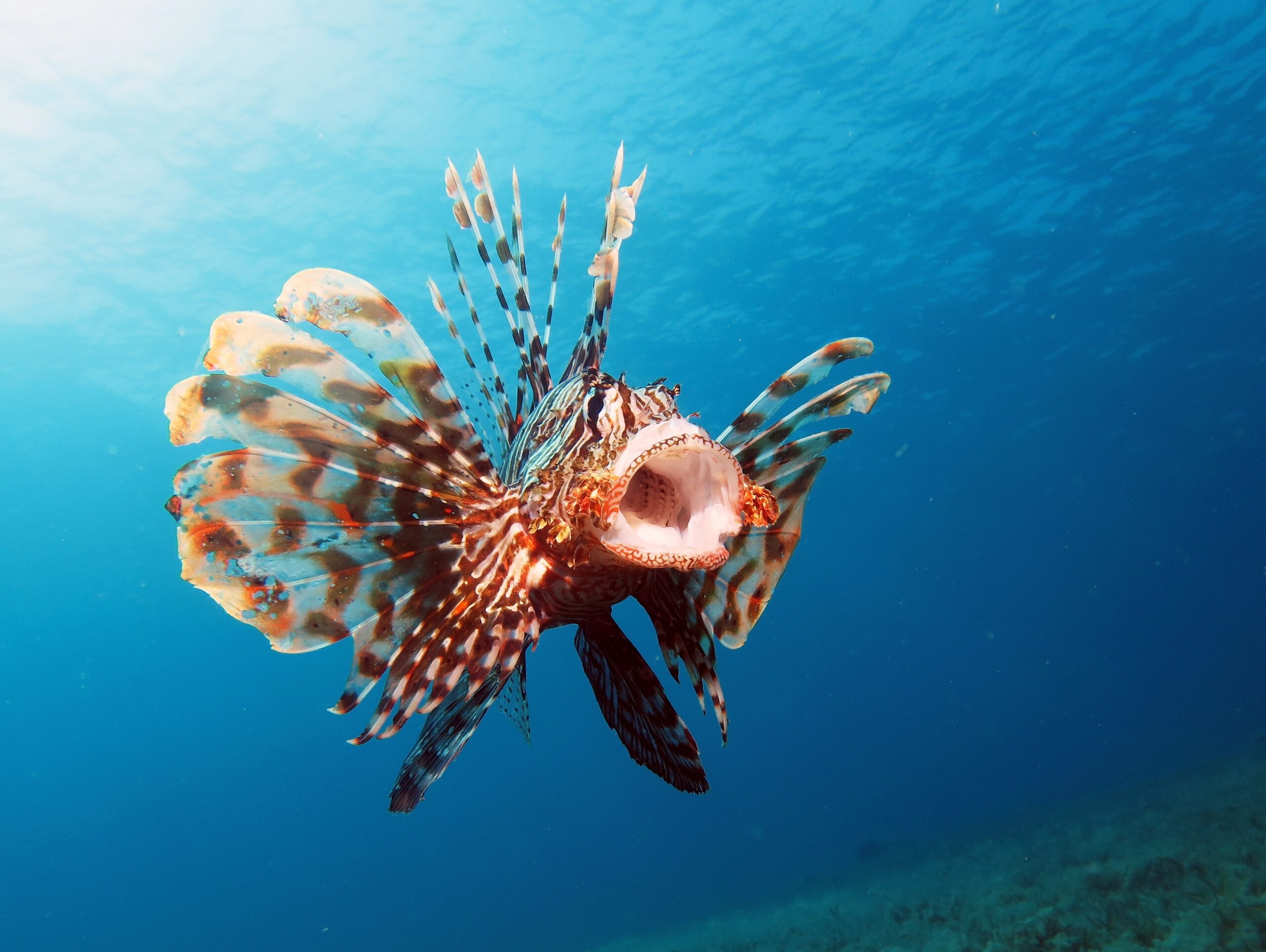 Invasive lionfish are delicious — but is it safe to eat them? - Oceana
