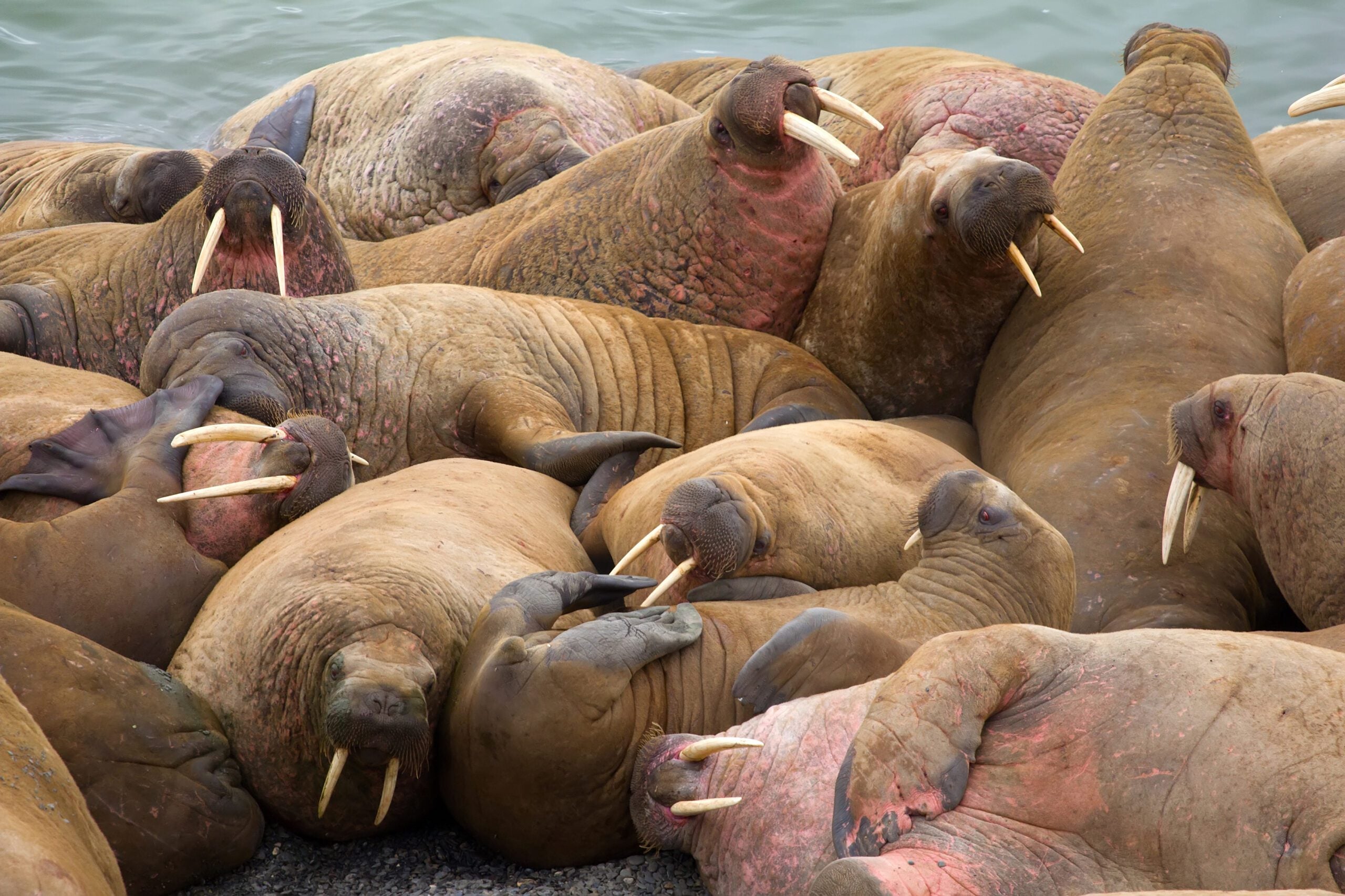This pile of walruses is feeling satisfied after a day of dining on sustainable marine invertebrates.